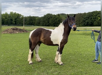 Pinto Mix, Wałach, 3 lat, 150 cm, Tobiano wszelkich maści