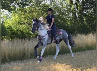 Pinto, Wałach, 3 lat, 154 cm, Srokata