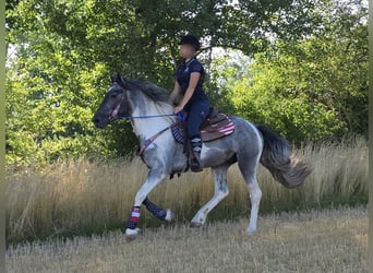 Pinto, Wałach, 3 lat, 154 cm, Srokata