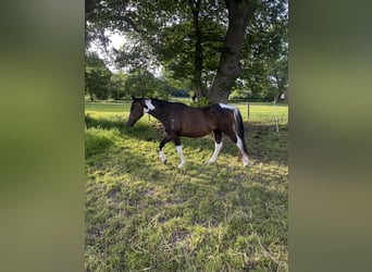 Pinto, Wałach, 3 lat, 155 cm, Srokata