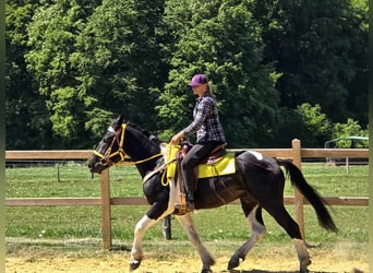 Pinto, Wałach, 3 lat, 155 cm, Srokata