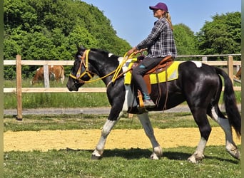 Pinto, Wałach, 3 lat, 155 cm, Srokata