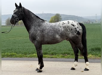 Pinto Mix, Wałach, 3 lat, 158 cm, Tarantowata