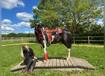 Pinto, Wałach, 4 lat, 152 cm, Srokata