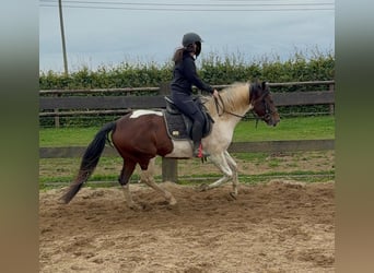 Pinto, Wałach, 4 lat, 154 cm, Srokata