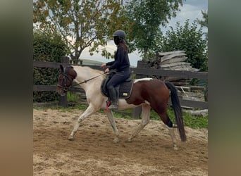 Pinto, Wałach, 4 lat, 154 cm, Srokata