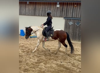 Pinto, Wałach, 4 lat, 154 cm, Srokata