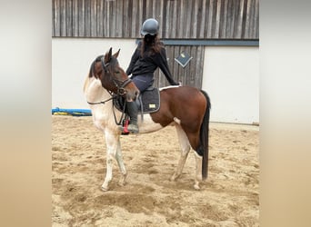 Pinto, Wałach, 4 lat, 154 cm, Srokata