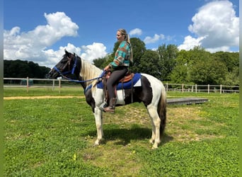 Pinto, Wałach, 4 lat, 154 cm, Srokata