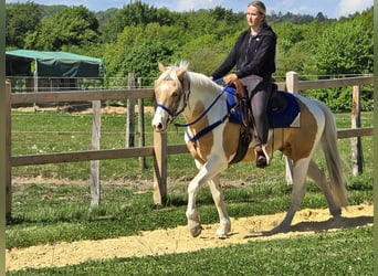 Pinto, Wałach, 4 lat, 154 cm, Srokata