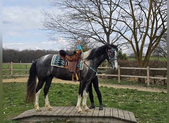 Pinto, Wałach, 4 lat, 157 cm, Srokata