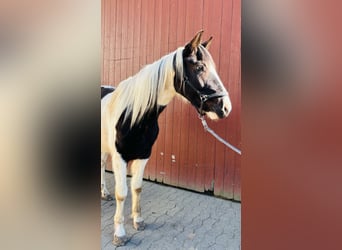 Pinto, Wałach, 4 lat, 159 cm, Srokata