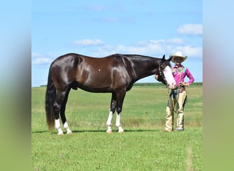 Pinto, Wałach, 5 lat, 152 cm, Kara