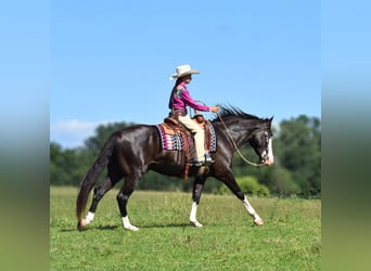 Pinto, Wałach, 5 lat, 152 cm, Kara
