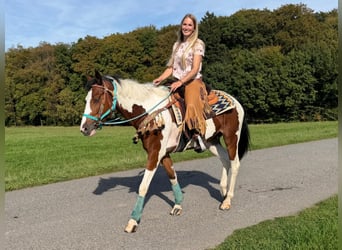 Pinto, Wałach, 5 lat, 160 cm, Srokata