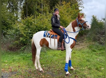 Pinto, Wałach, 6 lat, 158 cm, Srokata