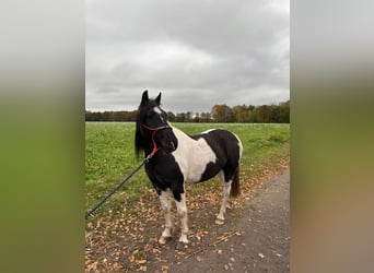 Pinto Mix, Wałach, 8 lat, 153 cm, Srokata