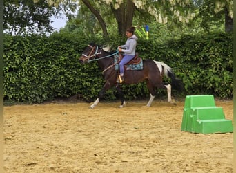 Pinto, Wałach, 8 lat, 156 cm, Srokata