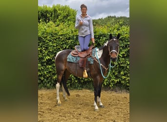 Pinto, Wałach, 8 lat, 156 cm, Srokata