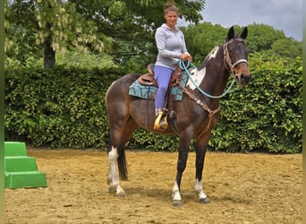 Pinto, Wałach, 8 lat, 156 cm, Srokata