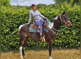 Pinto, Wałach, 8 lat, 156 cm, Srokata