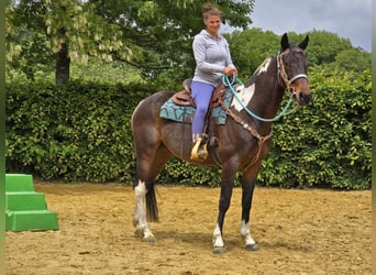 Pinto, Wałach, 8 lat, 156 cm, Srokata