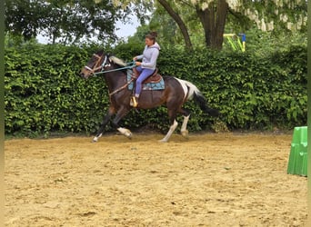 Pinto, Wałach, 8 lat, 156 cm, Srokata