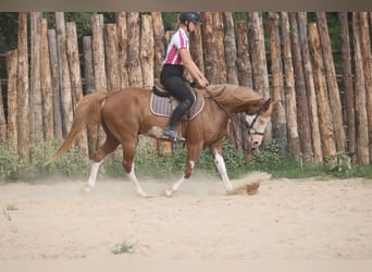 Pinto Mix, Wałach, 9 lat, 152 cm, Srokata