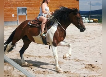 Pinto Mix, Wałach, 9 lat, 153 cm, Srokata