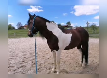 Pinto Mix, Wałach, 9 lat, 153 cm, Srokata