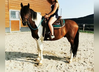 Pinto Mix, Wałach, 9 lat, 153 cm, Srokata