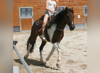 Pinto Mix, Wałach, 9 lat, 153 cm, Srokata