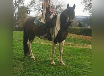 Pinto Mix, Wałach, 9 lat, 153 cm, Srokata