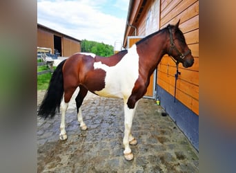 Pinto Mix, Wałach, 9 lat, 153 cm, Srokata