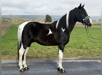 Pinto Mix, Wałach, 9 lat, 157 cm, Srokata