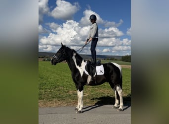 Pinto Mix, Wałach, 9 lat, 157 cm, Srokata