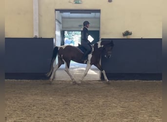 Pinto Mix, Wałach, 9 lat, 165 cm, Srokata