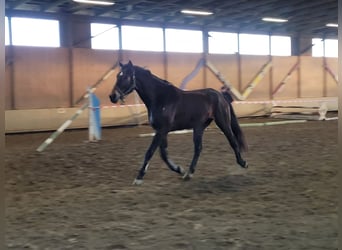 Pinto, Wałach, 9 lat, 169 cm, Ciemnogniada