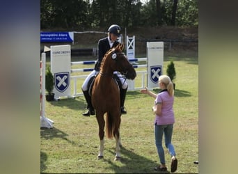 Pinto, Wałach, 12 lat, 163 cm, Kasztanowata