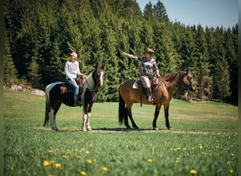 Pinto Mix, Wałach, 15 lat, 155 cm, Tobiano wszelkich maści