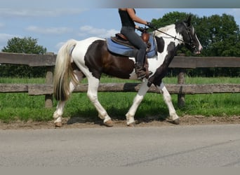 Pinto, Wałach, 3 lat, 141 cm, Srokata