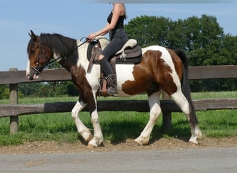 Pinto, Wałach, 3 lat, 154 cm, Srokata