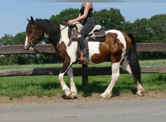 Pinto, Wałach, 3 lat, 154 cm, Srokata