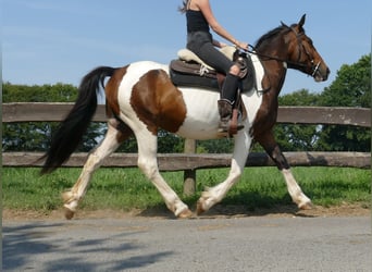 Pinto, Wałach, 3 lat, 154 cm, Srokata