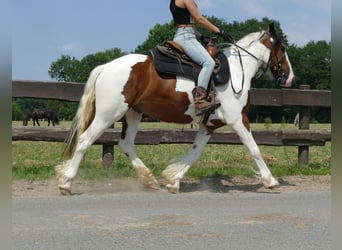 Pinto, Wałach, 4 lat, 139 cm, Srokata