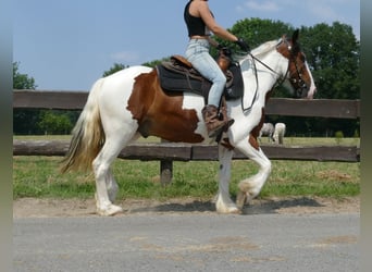 Pinto, Wałach, 4 lat, 139 cm, Srokata