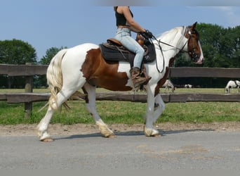 Pinto, Wałach, 4 lat, 139 cm, Srokata