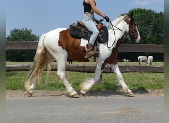 Pinto, Wałach, 4 lat, 139 cm, Srokata