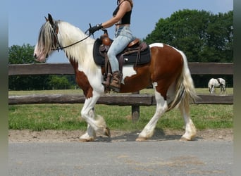 Pinto, Wałach, 4 lat, 139 cm, Srokata