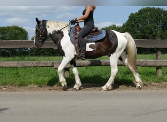 Pinto, Wałach, 4 lat, 141 cm, Srokata